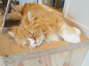 猫